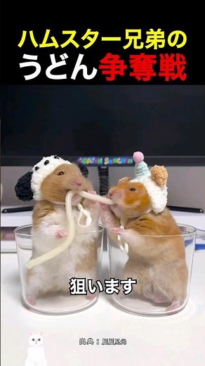 ハムスター兄弟のうどん争奪戦