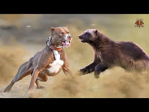 The Ultimate Fight - Pitbull Vs Wolverine (2022)