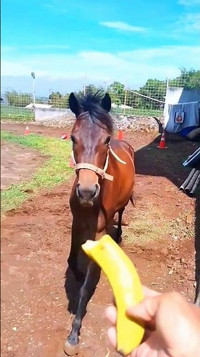 Makan pisang 🍌🤩😍🫰 #horse #funny #viral #animals #comedy #humor #memes #cute #pets #food #fun
