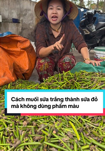 Cách muối sứa trắng thành sứa đỏ ngon