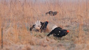 Two black grouse (Lyrurus tetrix) in fight