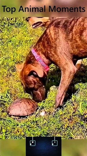 Top Dog Moments Compilation 🐶 | Try Not to Laugh!#shorts #viral #trending