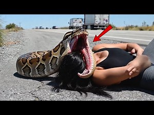 “Highway Patrol Rescues Woman Threatened by Giant Burmese Python”