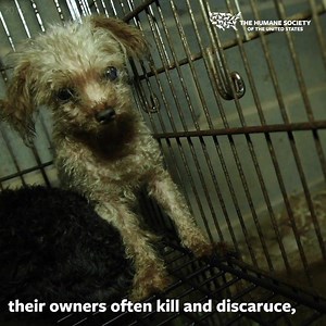 402K views · 6.4K reactions | Mother dogs being abused on puppy mills...