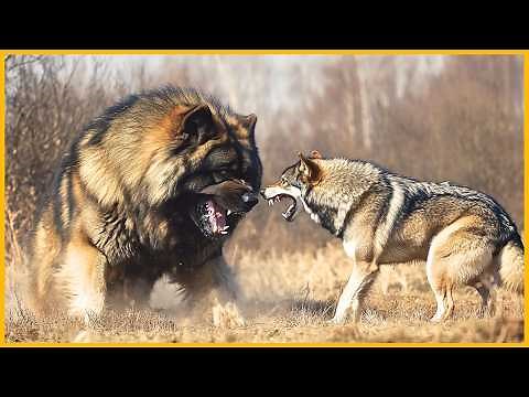 These Dog Breeds That Can Defeat Wolves