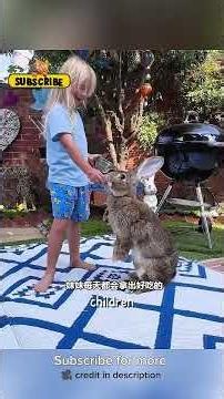 From Tiny Rescue to Gentle Giant… This Bunny Became Family 🐰❤️#usa #europe #canada #bunny #shorts