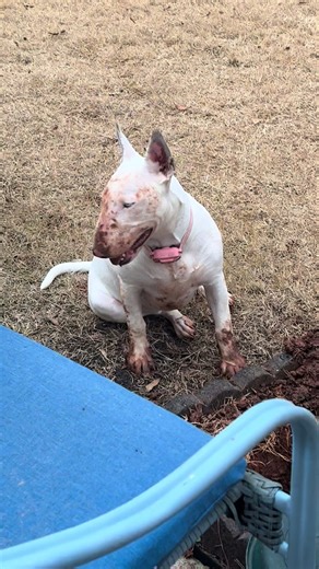 Innocent until proven guilty! #dirtydog #bullterrier #bullterrierlover #whitebullterrier #digging