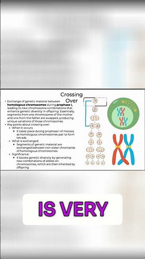 Meiosis Explained: Crossing Over and Chromosome Combinations