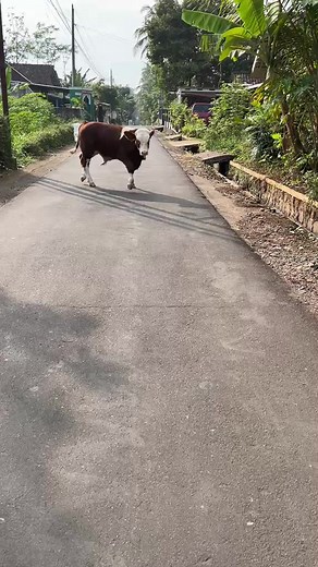 Pemanasan Sapi Beby: Panduan Singkat untuk Peternakan Sapi Simental