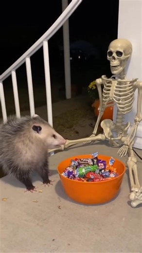 When the possum gets scared | Tom Mabe