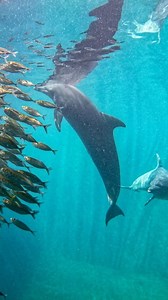 One of the dolphins at Dolphin Project, Johnny, has new teeth! This beloved former performing dolphin was not only critically underweight and injured when arriving at the Dolphin Project, but all of his teeth were also worn below the gum line. As a result, he wasn’t able to chase, grasp, and consume fish himself, giving rise that he would not be releasable. Dolphin Project worked closely with dentists and veterinarians across the world to develop the first-ever technique to give Johnny much-need