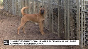Animal care costs reach $1M this year: Alberta SPCA