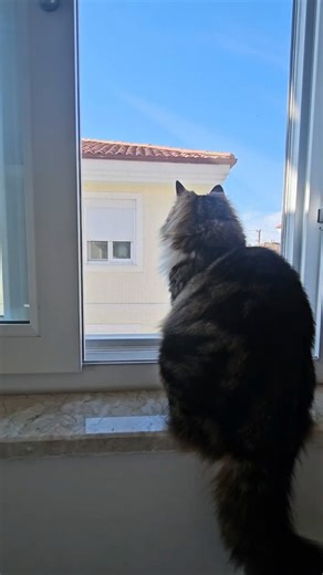 Two Cats Dreaming of Birds