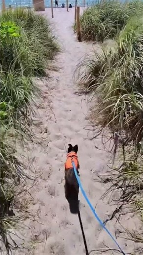 Romeo's first time at the beach 🌴👀