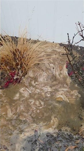 Main Sewer Line Clog !