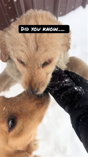 The Charm of Golden Retrievers: Puppy's Delight or Adult's Friend?