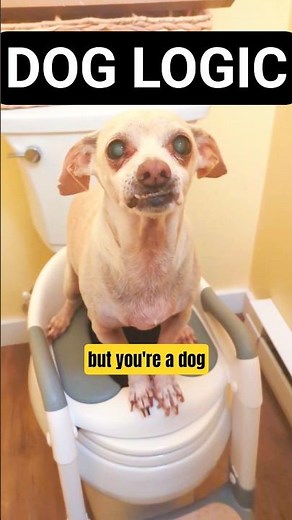 My Talking Dog Uses the Potty 🚽😂 #funny #dog