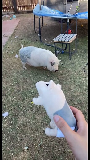 Penny vs Penny: Cute Piggy Showdown