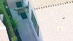 Mountain lion captured after roaming neighborhood, backyard