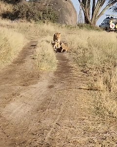 Walking a lion kindergarten! A little bit of cuteness to warm up your heart. Six tiny lion cubs slightly older than one month happily bouncing along as mom takes them for a stroll. There’s a total of 12 new cubs in that particular pride that is protected by the two dominant males Snyggve and Tryggve. July 2022 Serengeti National Park Video credits: Diane Christofferson | Lions of Africa