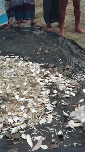 সাগরের মাছ 🌊🐟🐟।।।।।...#মাছ #fishing #মাছধরারভিডিও #মাছধরা #fyp #viral #fishboat #trending