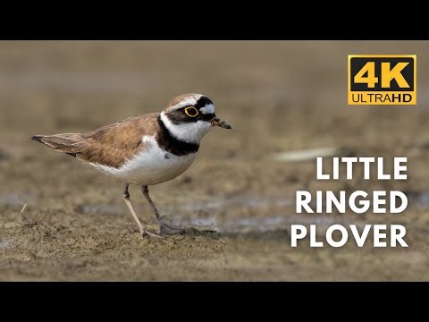 Little Ringed Plover | Gajoldoba | Birds & Animals | 4K UHD #wildlifekaptured