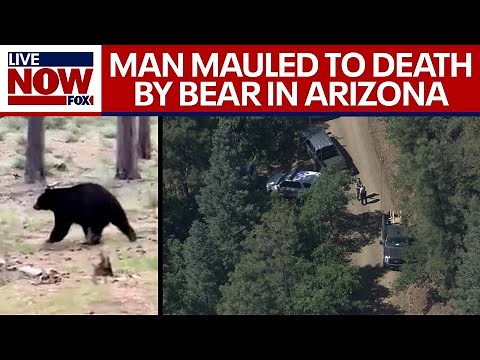 Deadly bear attack Arizona: man mauled to death in 'unprovoked attack' | LiveNOW from FOX
