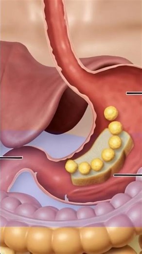 See Your Digestive System Animation 3D Model #animation #digestivehealth #digestiveprocess #science