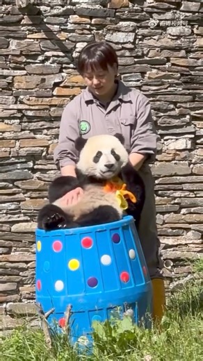 9.7K views · 663 reactions | Baby Su Mei is so cute ! ❤️❤️❤️ #motherhood #funnyanimals #babypanda #babypandas #dance #care #beautiful #love #silly #funny #naturephotography #nature #panda #fluffy #pandas #cute | Pandas, a Light In My Heart | Facebook