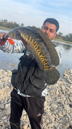 Big Indian kabara snakehead fish hunting #fish #shorts