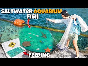 Netting SALTWATER FISH For My Exotic SHARKS, EELS and FISH Ponds!