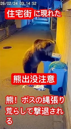 住宅街に現れた熊！ボスの縄張り荒らし撃退される