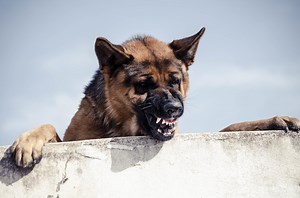 That's Yo A$$, Mr. Postman: Angry Dog Busts Window To Try To Get At The Mailman [Video]
