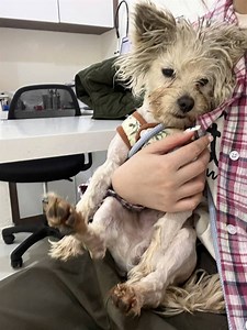 A West Highland Terrier mix beaten into neurological disorder by its previous owner—should we consider euthanasia? 😭 On July 16th, we rescued a circling West Highland Terrier mix, our little treasure Xie Feiji. Initial blood tests, biochemical panels, and inflammation markers showed no abnormalities. Yesterday, a CT scan ruled out issues in the tympanic cavity and revealed two broken ribs. Combined with his persistent circling behavior, the vet said it was likely caused by human-inflicted blows