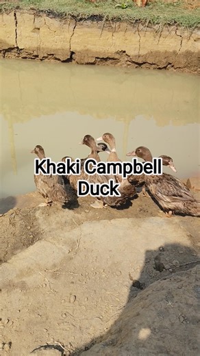Meet the World's Best Egg-Laying Duck! 🥚🦆​The Khaki Campbell duck #Duckfarming #duckfarm #Egg