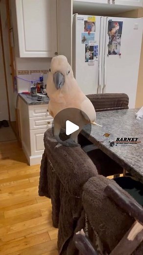 Barney the West Coast Cockatoo | Sir Barney Laughs-A-Lot 🧡 #westcoastbarney #westcoast #funny #laughing #laugh #hilarious #love #barney #barneythewestcoastcockatoo | Instagram
