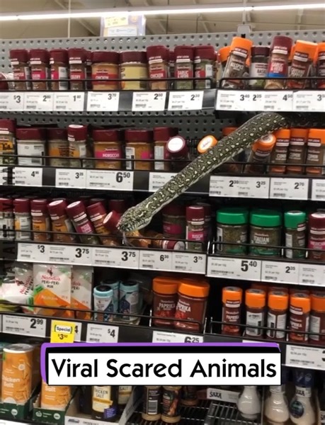 Viral Scared Animals | Natalie Eva Marie
