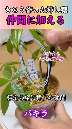 【挿し穂パキラ】俺も仲間に入れてくれよ #挿し穂 #挿し木 #挿し芽 #パキラ #剪定 #寄せ植え #観葉植物 #観葉植物初心者 #植え替え #ボタニカルライフ