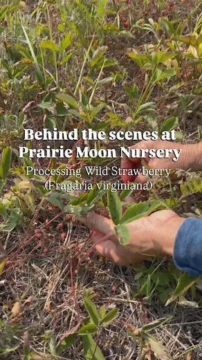Take a behind-the-scenes look at how we process Wild Strawberries 🍓 (Fragaria virginiana) to provide seeds to you! First, we wash the berries to ensure that any debris or bugs are removed. Then, we use a food processor with dull plastic blades to blend the berries, to start separating the berries from the seeds. The dull plastic blades help protect the seeds from blending as well. After the berries are blended, they are laid out to dry. This process usually takes a few days. During that time, w