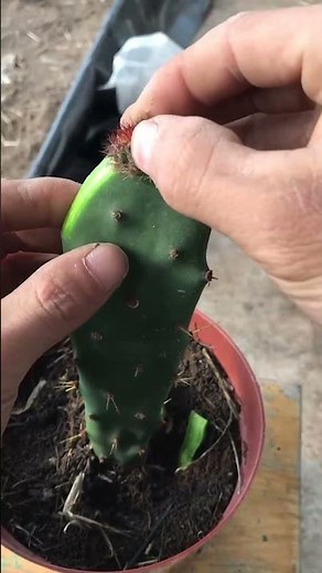 The Complete Guide to Cactus Grafting for Beginners