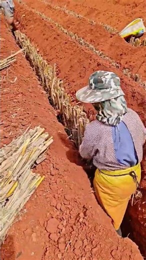 High-yield yam cultivation technique: Burying corn stalks in planting furrows