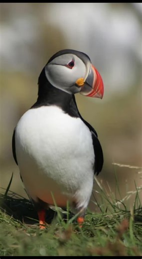 Ce petit oiseau coloré cache une force incroyable… #moine #nature #bird #viral #foryoupage