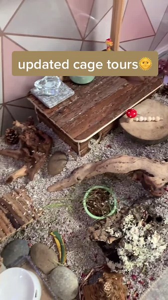 misty and olives updated cage tours🍁 be sure to follow our instagram @mistyandolove - we’re a lot more active on there🌾#ahamsterslife #fyp #hamsters