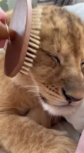 Baby Lion Spa Day: Gentle Fur Brushing