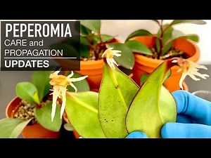 Peperomia Propagation Updates : 2 Easy Methods - Soil & Water | Indoor Plants