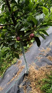 37K views · 595 reactions | RD 11 Apple at 7800 ASL: Fruit Development Update! | Inderprastha Orchards | Facebook