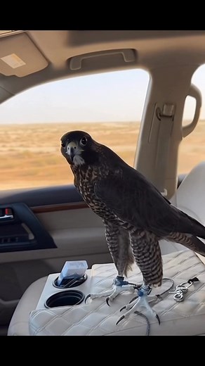 265K views · 6.8K reactions | ShaheenFalcon #DarkFalcon #FalconTraining #FalconryLife #DesertKing #EagleBangladesh #FalconBond | Majestic Eagles | Facebook