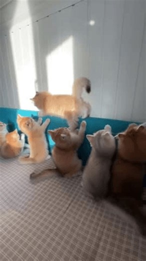 clip-4005632315-this-video-features-group-cute-cats-playing