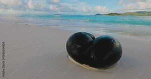 The Coco de mer or sea coconut. Largest seed in plant kingdom. Endemic to the islands of Praslin, lies at the water's edge