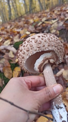24K views · 275 reactions | ✨ O surpriză la sfârșit de octombrie! Ieri am găsit încă un Macrolepiota procera proaspăt în pădure. Se pare că sezonul ciupercilor nu vrea să plece  Id : macrolepiota procera (palaria sarpelui) Bistrita, 27.10.2025 #parasol #foraging #mushroom | Nobita Croft | Facebook